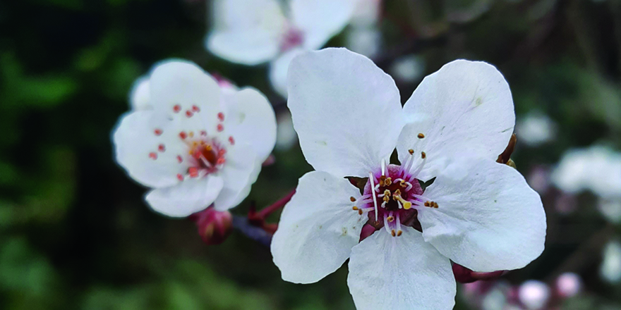 HELP CHOOSE GOOD GARDEN AWARD DESIGN